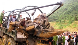 Clip hành trình gỗ sưa từ củi thành vàng